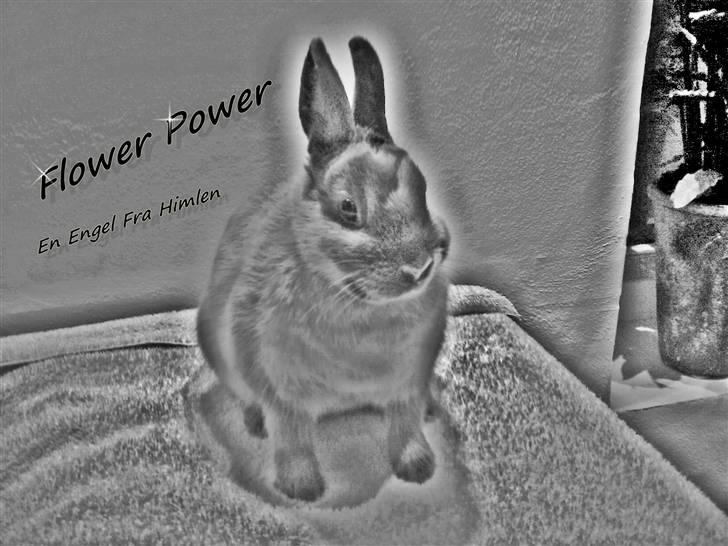 Kanin Flower Power "hermelin" billede 6