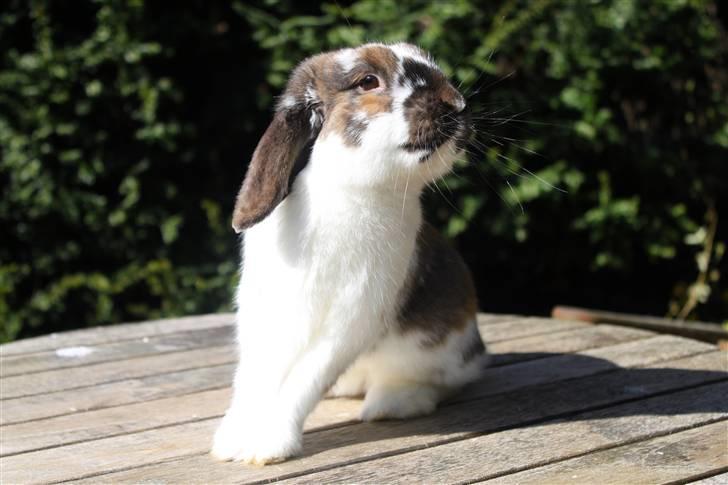 Kanin Hønsehusets Prazo Wabanaki billede 2