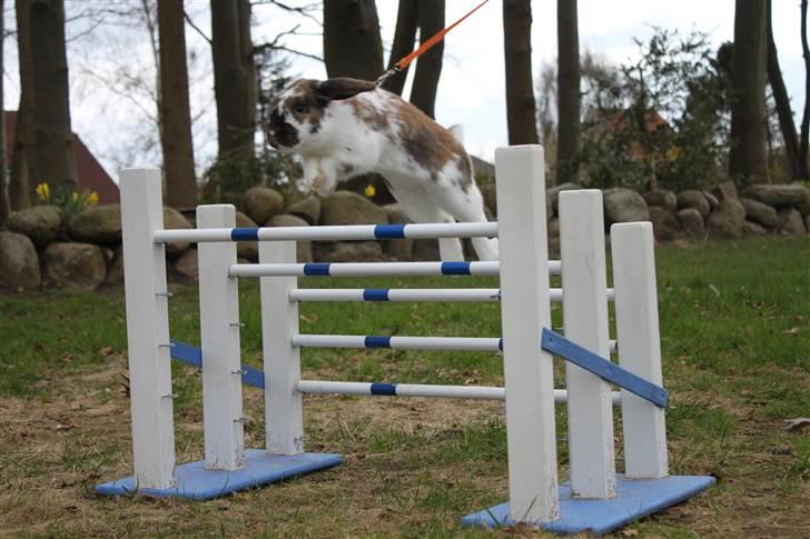 Kanin Hønsehusets Prazo Wabanaki billede 6