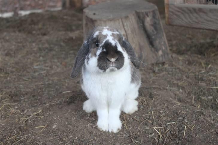 Kanin Hønsehusets Prazo Wabanaki billede 3