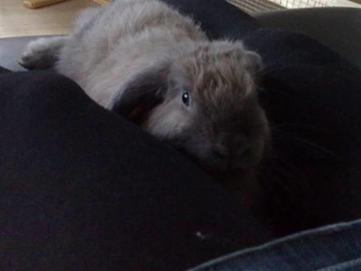 Kanin Mumle *død*  - <3 billede 20