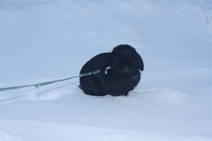 Kanin Polét billede 20