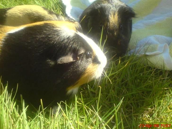 Marsvin Malte - Mulle & Tulle. R.I.P Tulle :´( billede 1