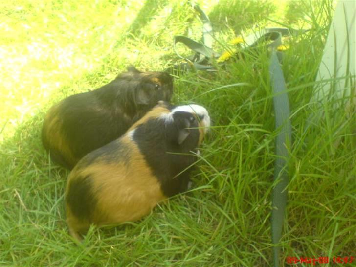 Marsvin Malte - Mulle & Tulle hygger sig udenfor. R.I.P Tulle :´( billede 2