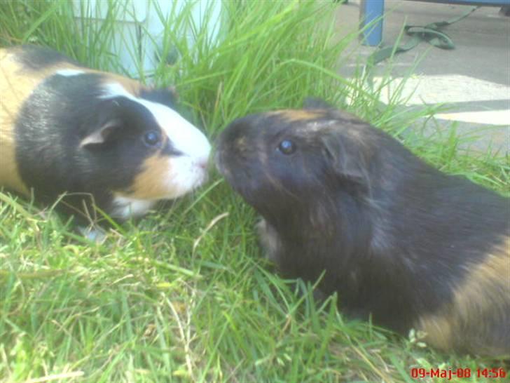 Marsvin Malte - Mulle & Tulle hygger sig udenfor. R.I.P Tulle :´( billede 3