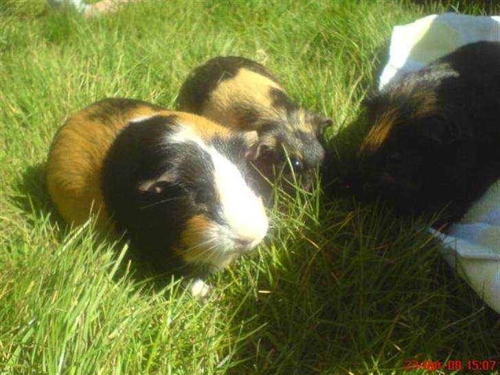 Marsvin Malte - Mulle & Tulle med naboens marsvin billede 4