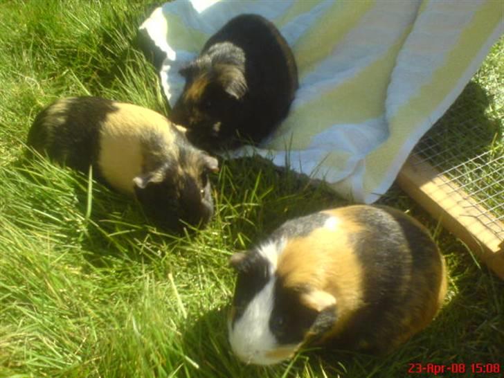 Marsvin Malte - Mulle & Tulle med naboens marsvin billede 5