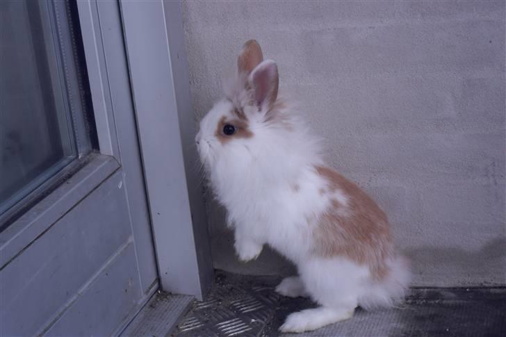 Kanin Hoppsernes Suprice solgt billede 1