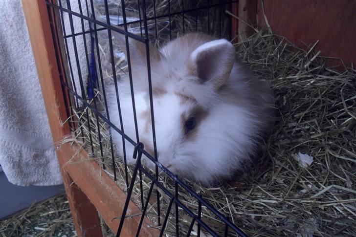 Kanin Hoppsernes Suprice solgt billede 2