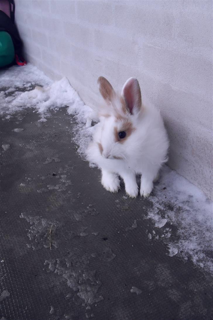 Kanin Hoppsernes Suprice solgt billede 3