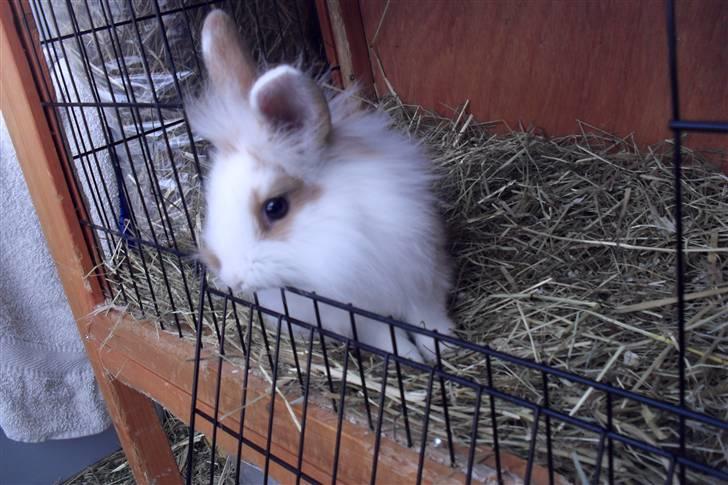 Kanin Hoppsernes Suprice solgt billede 4