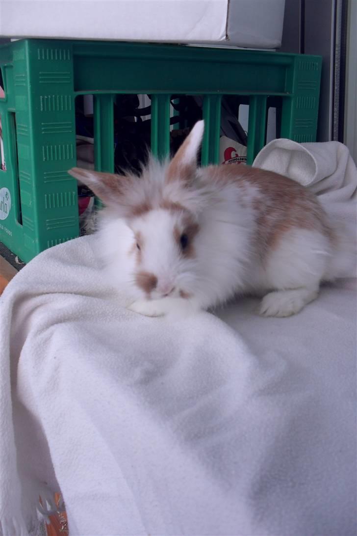 Kanin Hoppsernes Suprice solgt billede 5