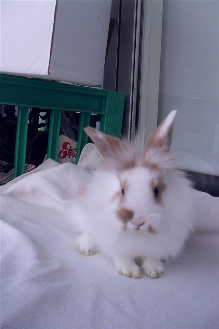 Kanin Hoppsernes Suprice solgt billede 6