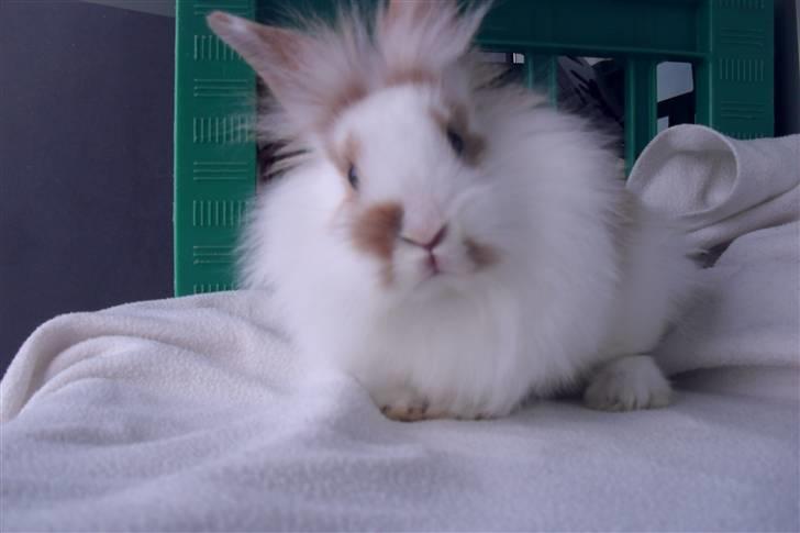 Kanin Hoppsernes Suprice solgt billede 7