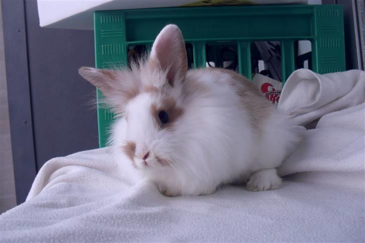 Kanin Hoppsernes Suprice solgt billede 8