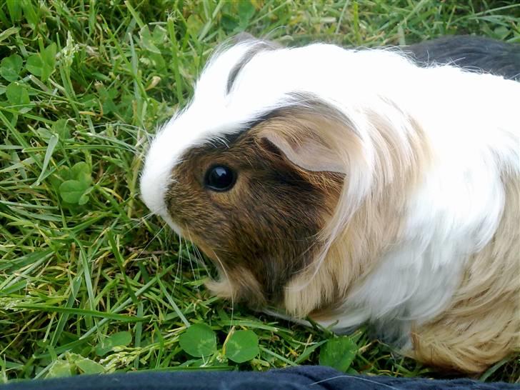 Marsvin pjuske billede 20