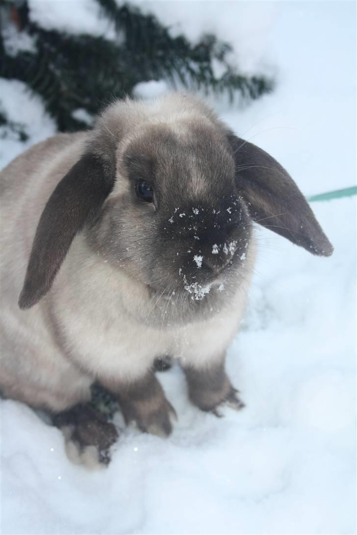Kanin Fløde  billede 8