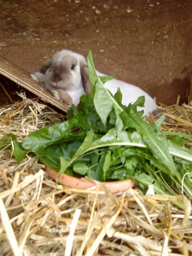 Kanin Fløde  - Forår 2009 billede 9