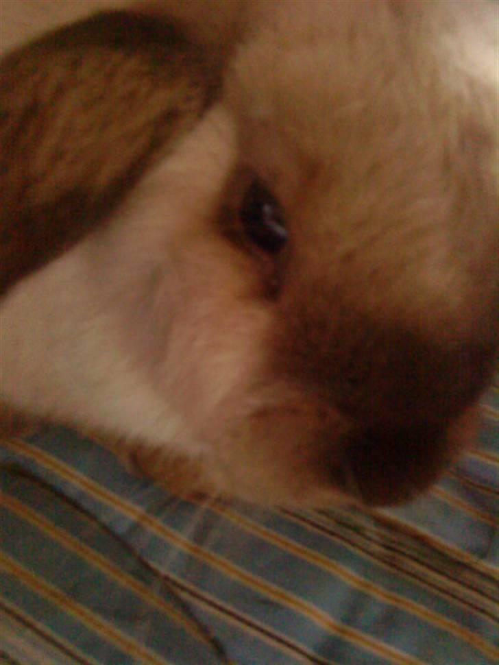 Kanin Fløde  - Da han var lille. billede 10