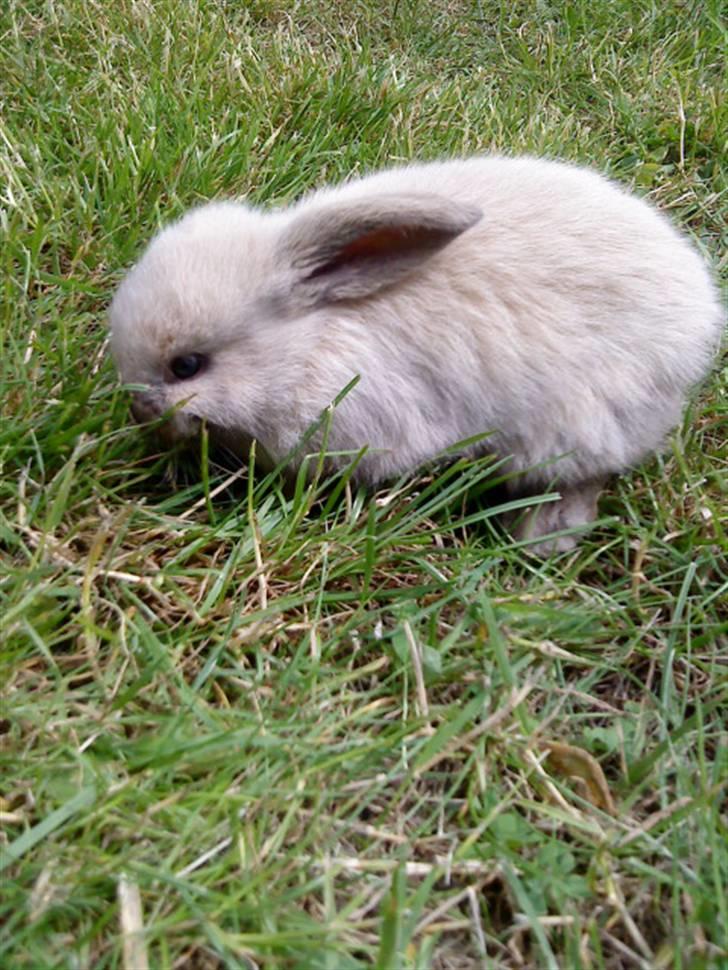 Kanin Fløde  - 2 uger gammel næsten.. billede 11
