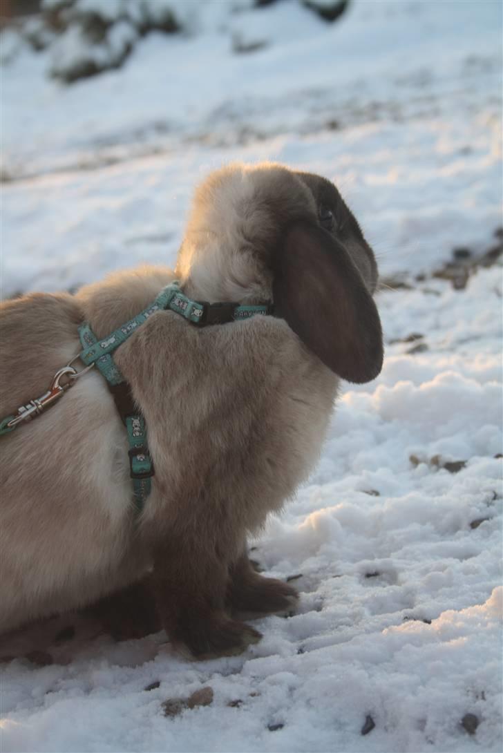 Kanin Fløde  - smuk! billede 12