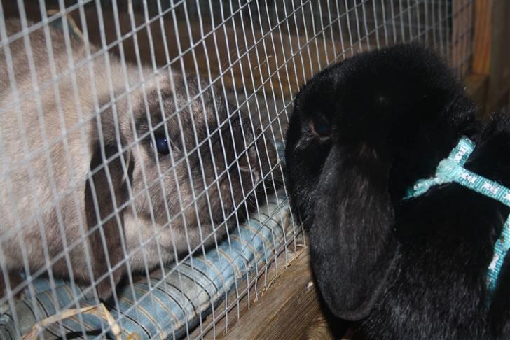 Kanin Fløde  - Hans far Polet..   Fløde er i løbe bur billede 13