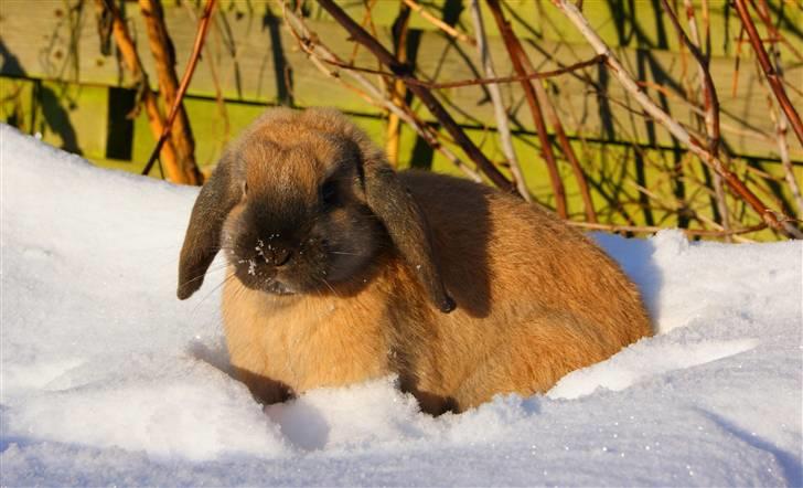 Kanin Hønsehusets Prazo Oneida - Foto: Mig billede 12