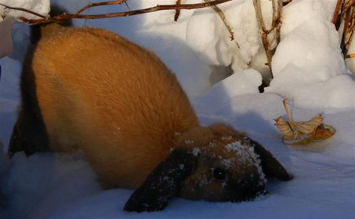 Kanin Hønsehusets Prazo Oneida - Duuut xD Foto: mig billede 13