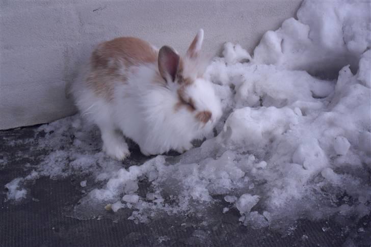Kanin Hoppsernes Suprice solgt - uuuh kold luft i øjnene  billede 9