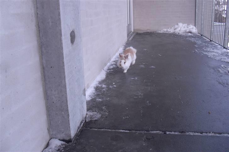 Kanin Hoppsernes Suprice solgt - moooooaaar !!!  veeent på mig !! :D billede 10