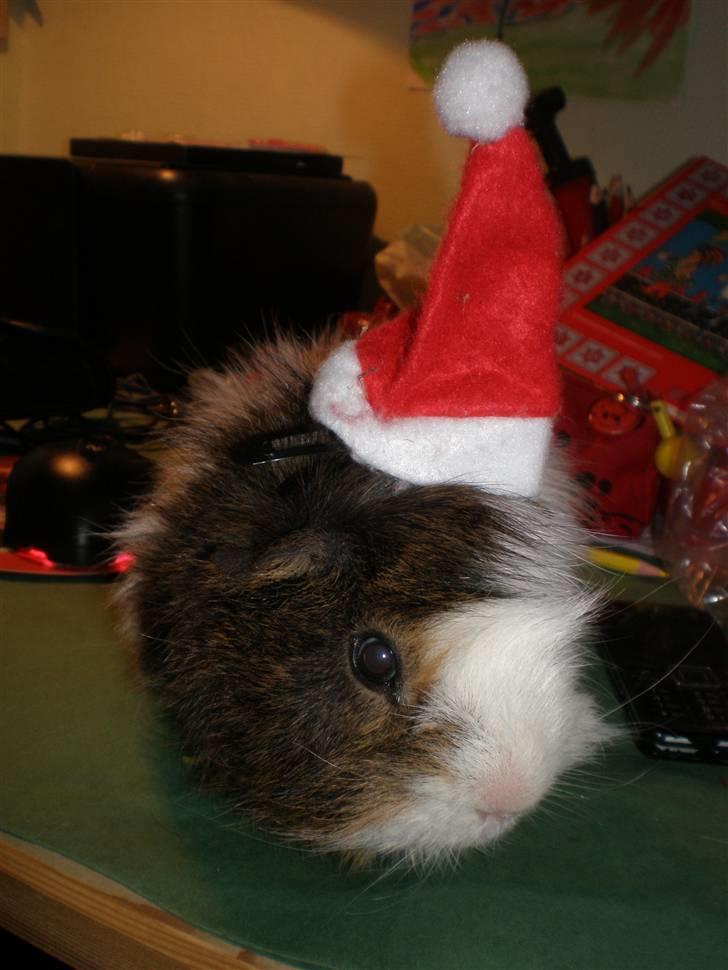 Marsvin Sofus - JUUL! billede 6