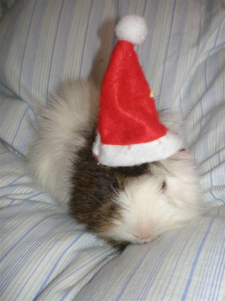 Marsvin Sofus - Jeg er den søde lille nisse :) billede 7