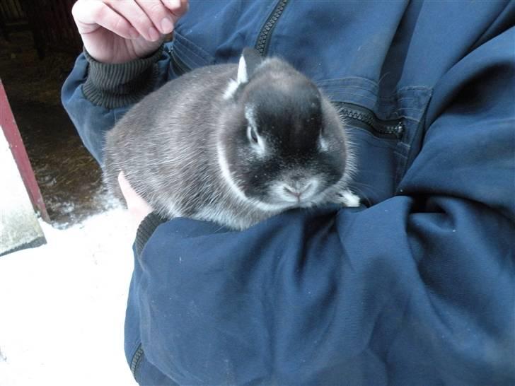 Kanin Mifi billede 1