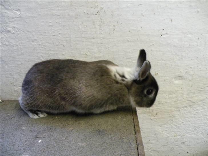 Kanin Mifi billede 2