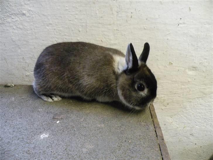 Kanin Mifi billede 3