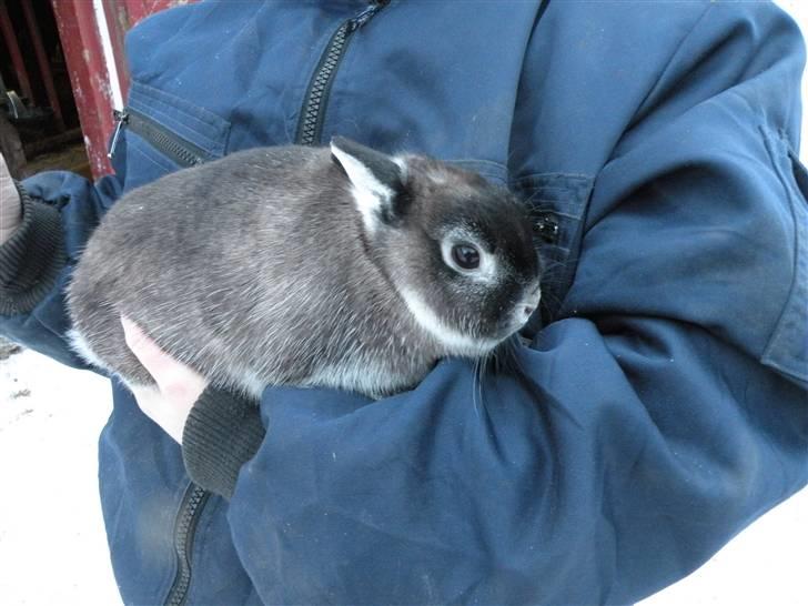 Kanin Mifi billede 5