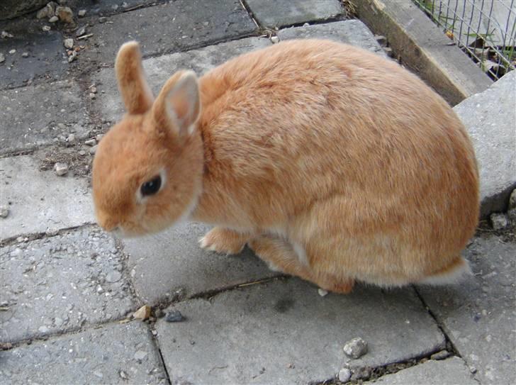 Kanin Fie billede 5
