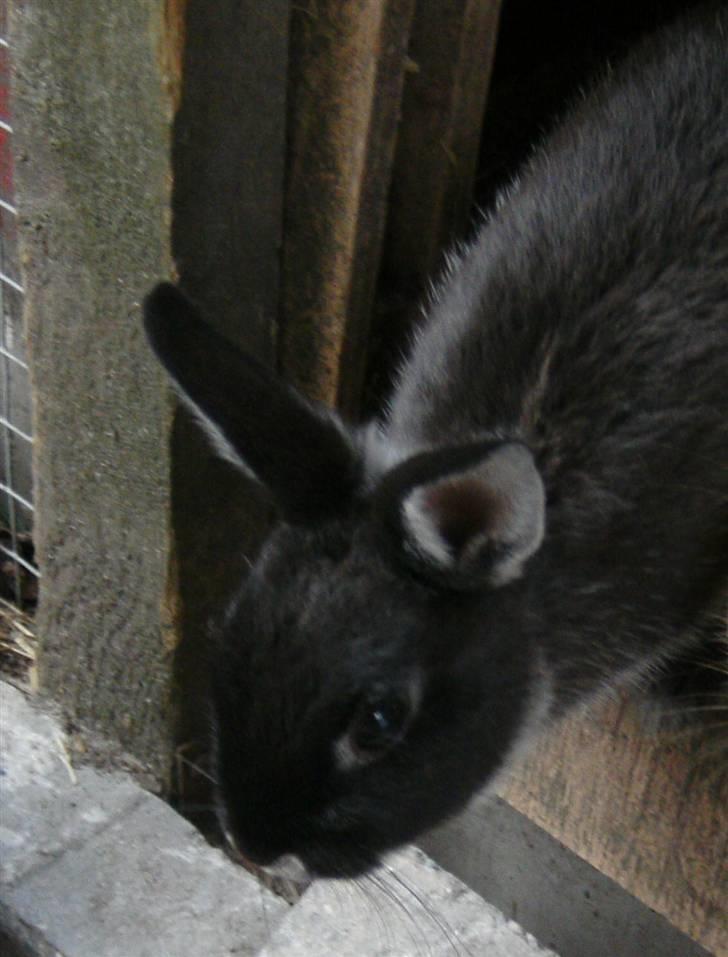 Kanin Molly billede 1