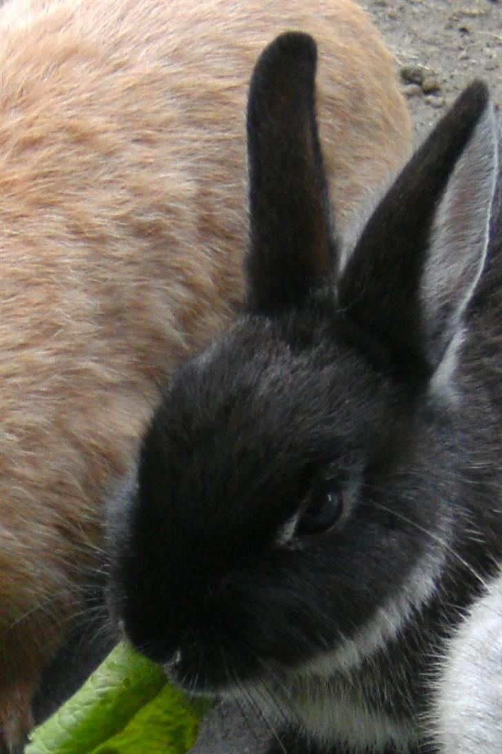 Kanin Molly billede 3