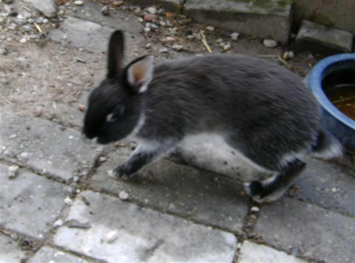 Kanin Molly billede 4