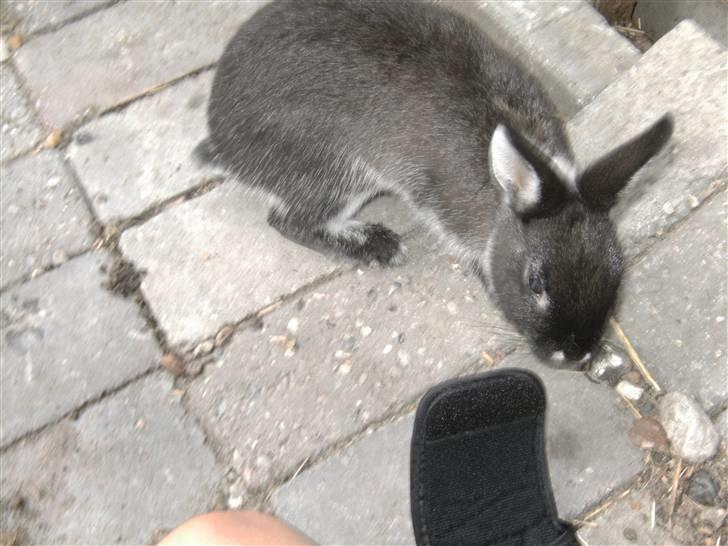 Kanin Molly billede 5