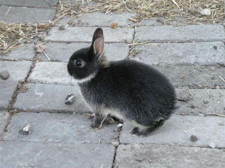 Kanin Molly billede 6