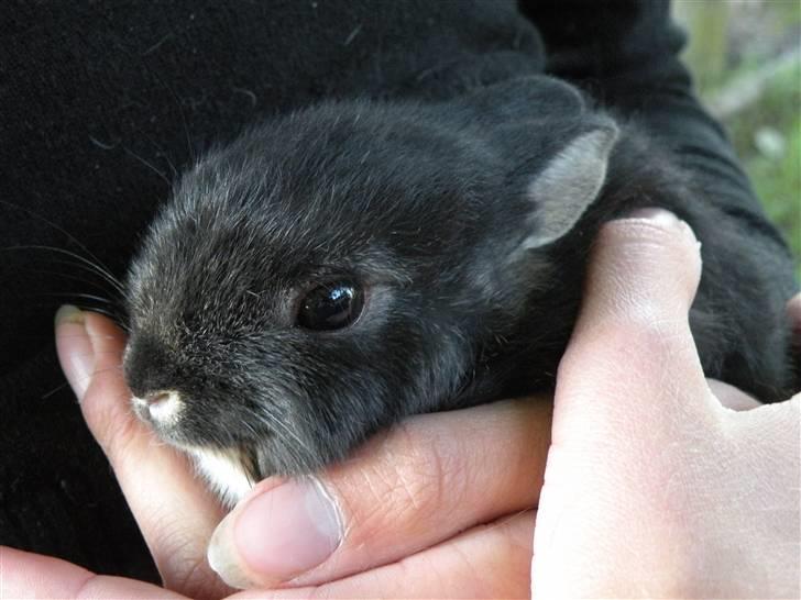 Kanin Molly billede 7