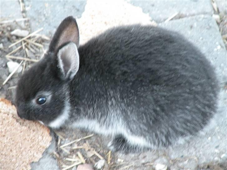 Kanin Molly billede 8