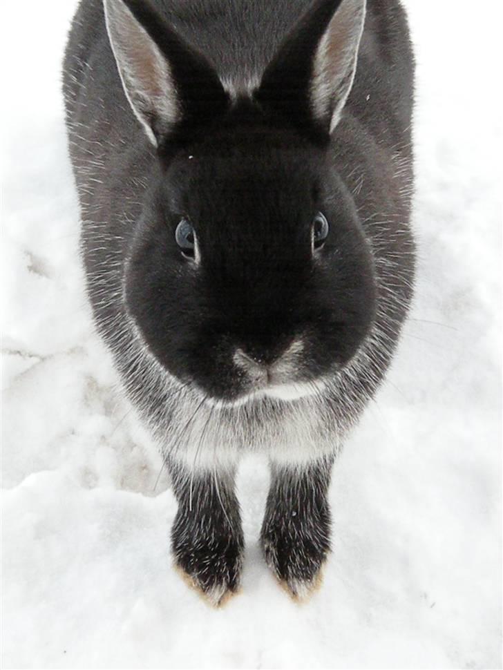 Kanin Molly billede 9