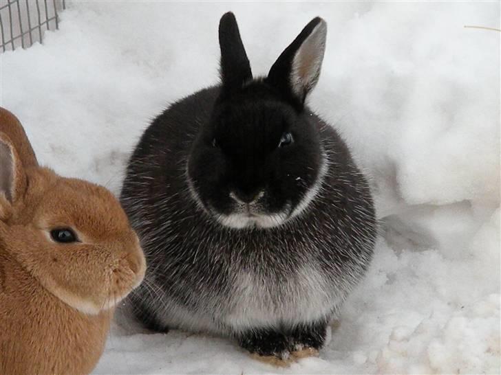 Kanin Molly billede 10