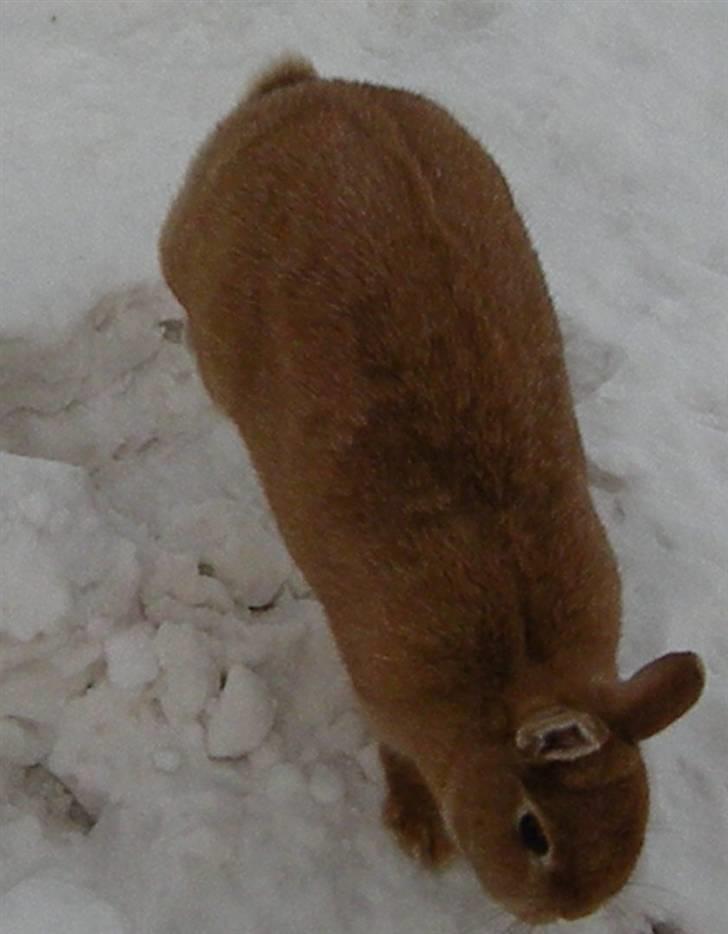 Kanin Fie billede 10