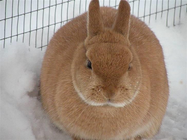 Kanin Fie billede 11