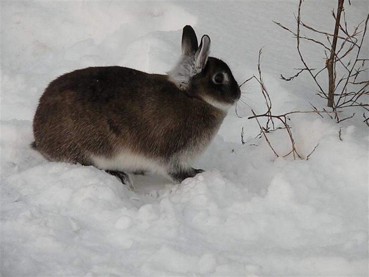 Kanin Mifi billede 6