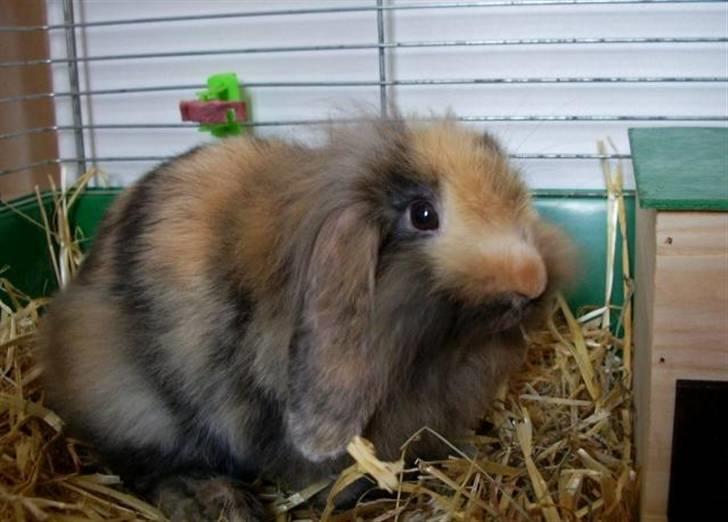 Kanin Molly / Løvevædder billede 3